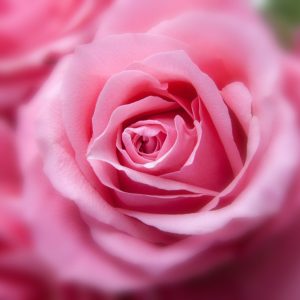 A beautiful close-up of a pink rose with detailed petals in full bloom.